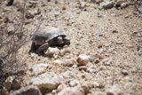 Slow and Steady in the Desert