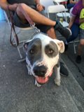 Pit Bull Pals