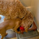 Doggy Playtime in a Bowl