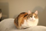 Cozy Cat Companion