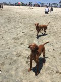 Dogs at Play on the Beach