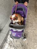 Pooch on the Go