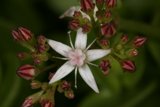 Pink and White Lily Blossom