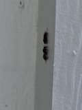 Busy Buzzing Duo