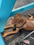 Canine Comfort