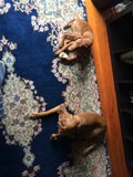 Cozy Canine Companions