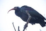 Majestic Perch at SF Zoo