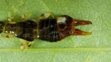 Macro Close-Up of Dark Insect Larva on Leaf
