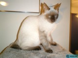 Siamese Serenity