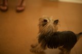 Small Terrier on Hardwood Floor