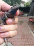 Personal Gecko