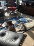 Furry Companion on the Living Room Rug