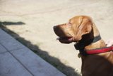 Furry Friend Gazing Up