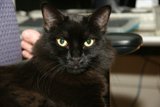 The Elegant Black Cat