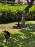 Feathered Friends