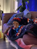 Cozy Canine napping on the Couch