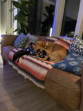 Cozy Puppy on his Couch