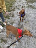 Walking Three Canines in Jenner