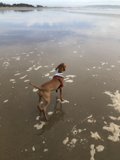 Beach Walk with My Basenji