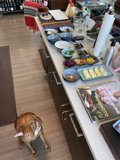 Man's Best Mealtime Companion