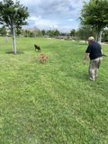 Man and his dogs enjoy a sunny day in Los Angeles State Historic Park