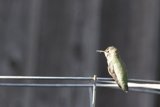 The Watchful Hummingbird