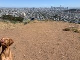 Overlooking the Urban Jungle