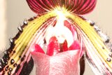The Delicate Orchid