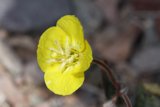 Sunshine Bloom