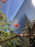 Blossoming Tree Against Cityscape