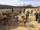 Group of People and Dogs in Santa Monica Mountains National Recreation Area