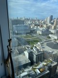 Giraffe in the Urban Jungle