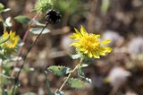 Golden Gumplant Blooms on Mount Diablo Hillside