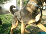 A German Shepherd Strolls on the Grassy Land