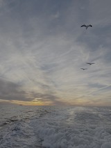 Seagulls Soaring Over Turbulent Ocean Waters