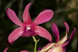 Pink Orchid in Fiji Caption: A close-up shot of a beautiful pink orchid with a green stem, captured during a trip to Fiji in 2006. The intricate petals of the flower create a stunning visual display, making it a favorite subject for photography.