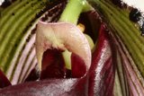 A Stunning Orchid Bloom