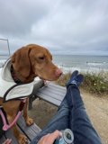 Coastal Companion