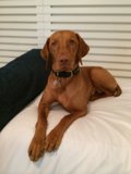 Cozy Canine Bedtime