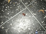 Creepy Crawly in the Bathroom