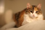 Cozy Calico on the Bed