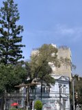 Majestic Fir Tree Stands Tall in Front of Building
