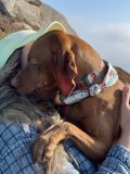 A Woman's Best Friend