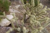 Verdant Cactus