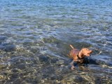 Puppy Paddle