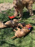 Playful Pups on a Sunny Day