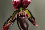 Striped Orchid Flower