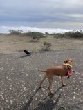 The Leashed Duo