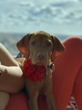 Relaxing with my Furry Companion