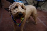 Wesley's Birthday Bash: Star of the Show